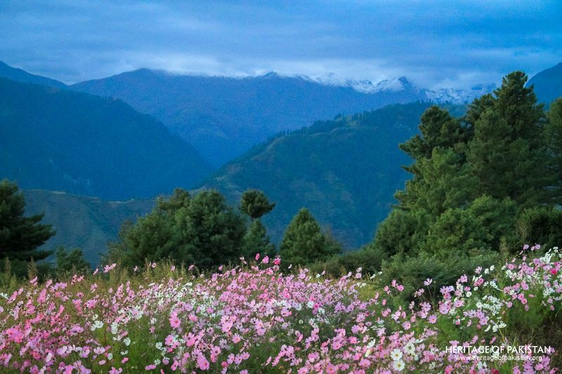 Shogran
