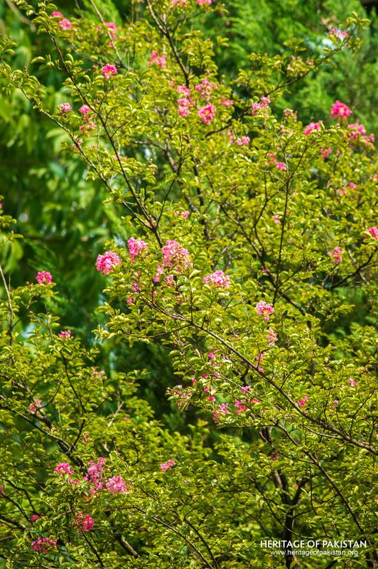Lady Garden Park